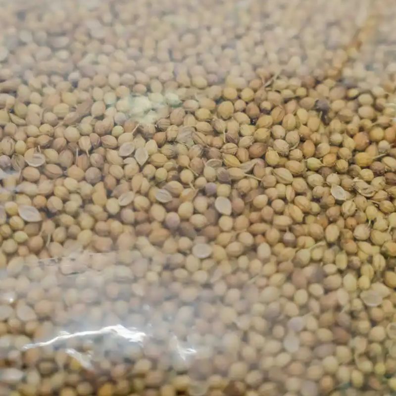 Coriander Seeds